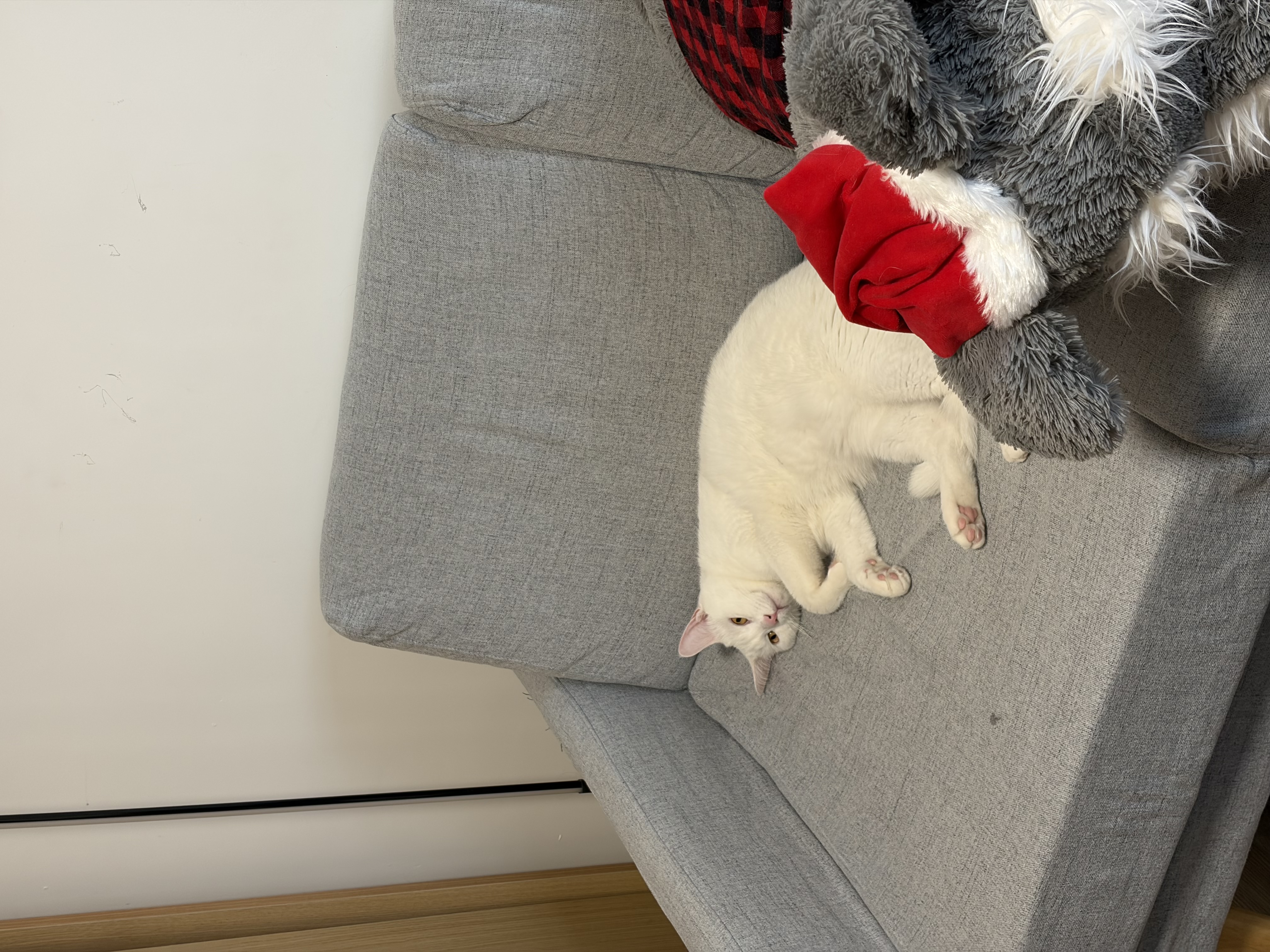 猫哥照片二