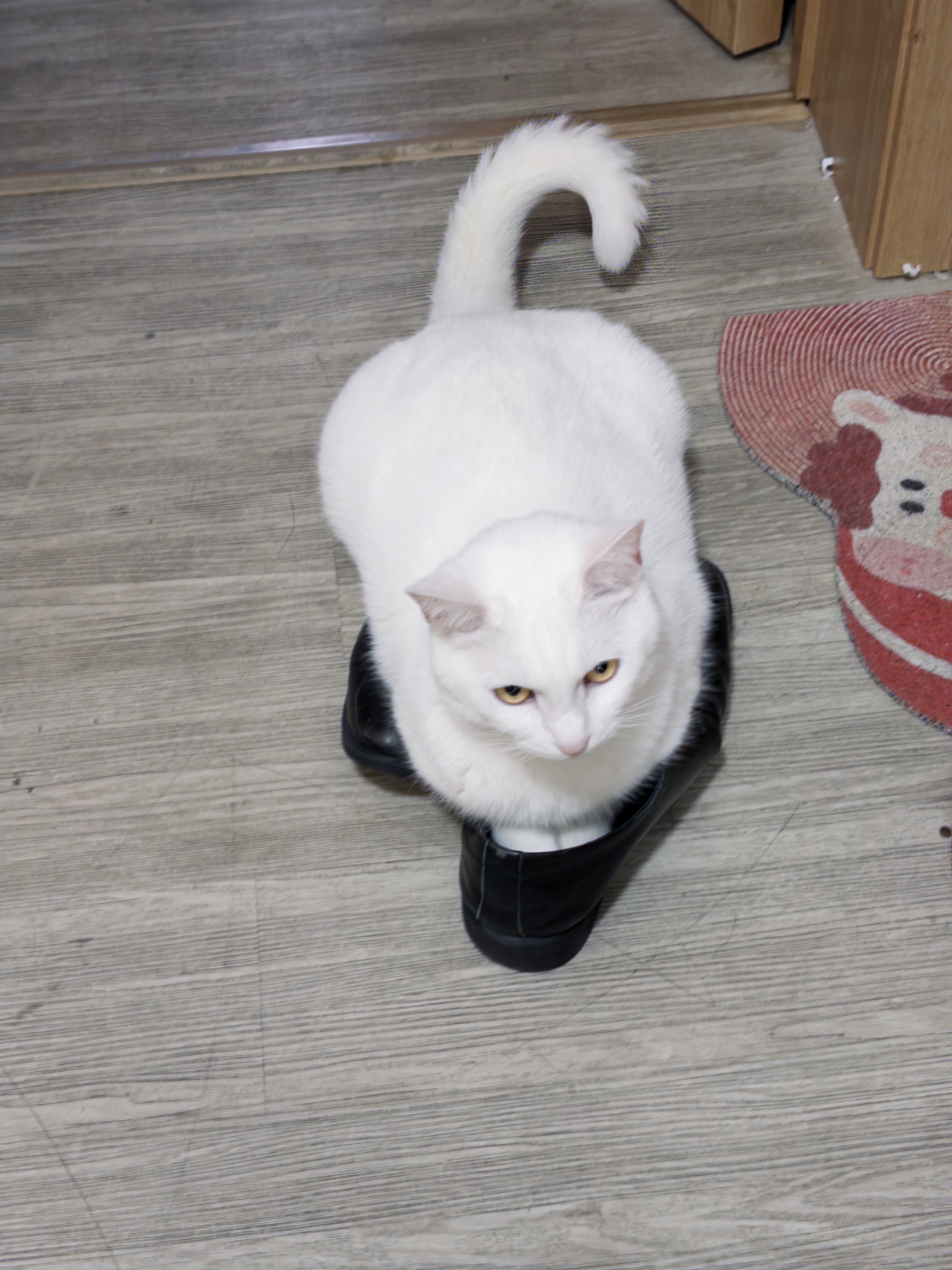 猫哥