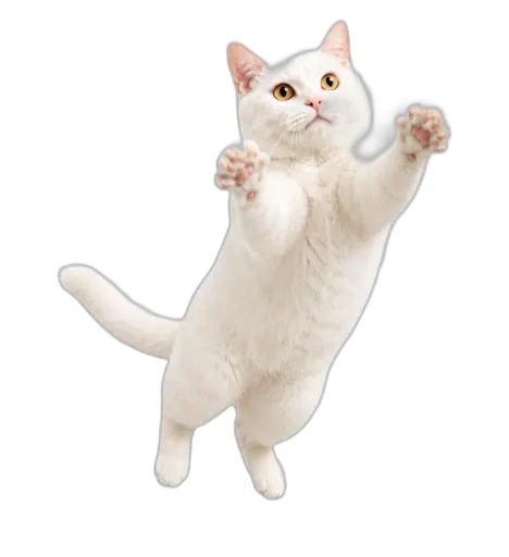 猫哥扑空气