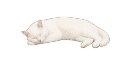 猫哥睡觉